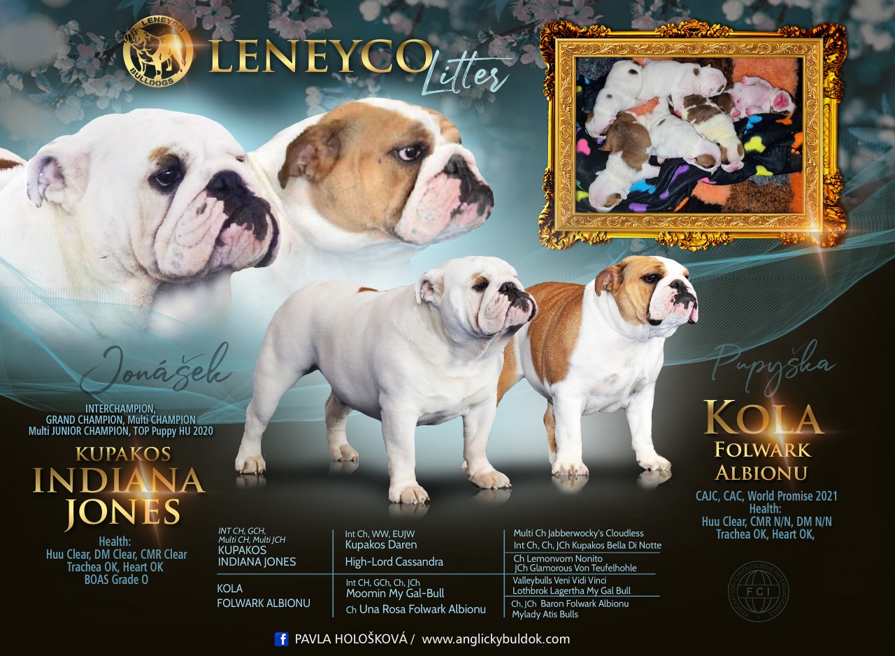 Leneyco bulldog štěňátka puppies for sale na prodej