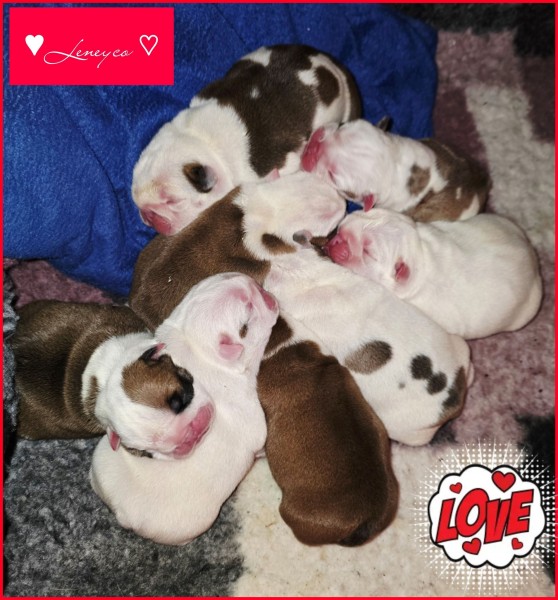 Leneyco buldok štěňátka bulldog puppies